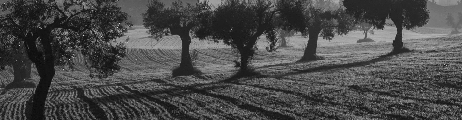 D.O. MONTES DE TOLEDO